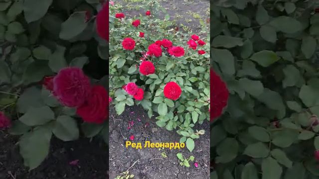 Ред Леонардо. Флорибунда.