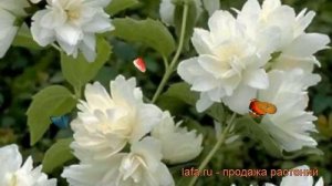 Жасмин садовый Шниструм ? садовый жасмин Шниструм обзор: как сажать, саженцы жасмина Шниструм