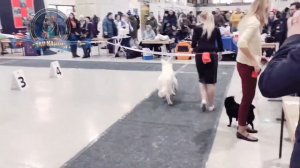 БШО, выставка собак 25.02.18, дебют Разума.