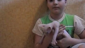 Чем кормить Кота сфинкс What to feed a sphinx Cat