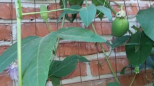 Маракуйя Северная, первые плоды. Пассифлора инкарнатная