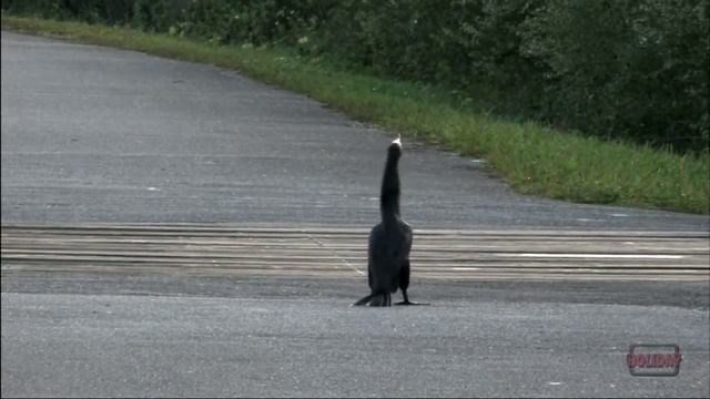 Everglades National Park 3-minute Tour смотреть онлайн