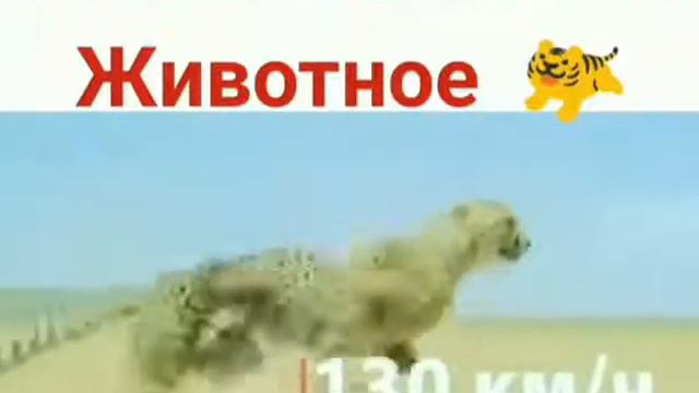Самое Быстрое животное в мире смотреть онлайн