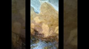 Столешница из торцевого спила березы