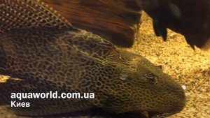 Сом парчовый Птеригоплихт