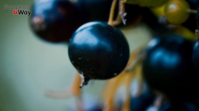 ЧЕСНОК ПОД СМОРОДИНУ ОСЕНЬЮ! Размер и сладость ягод вас удивит на след. год! Готовьтесь к урожаю! смотреть онлайн