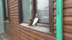 Мои Бакинские голуби на продажу!