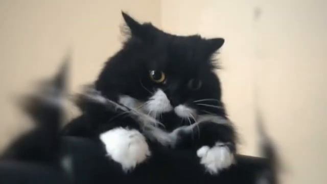 Котовасия 🐈 смотреть онлайн