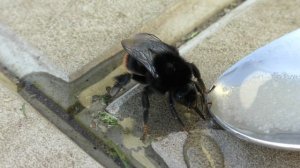 Спасение Шмеля от жажды | Saving the Bumblebee