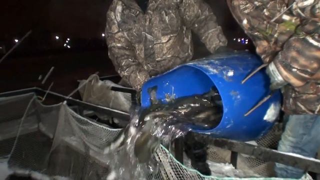 Рыбацкая деревня в Юрлово. Рыбалка у Баламута. Зарыбление форелью. смотреть онлайн