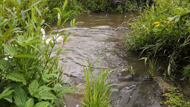 Домашние гуси. Купаются в ручье. смотреть онлайн