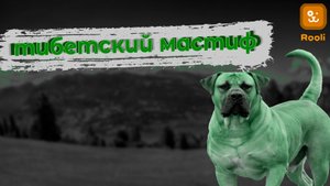 Тибетский мастиф: Величественные представители породы