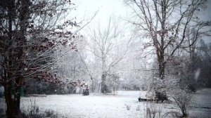 Королевский пудель. Пополнение в семье.