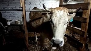 Получили ответ по стельности коровы