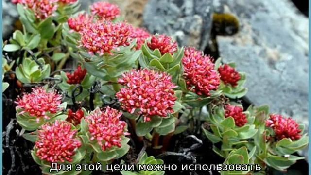 Как оформить клумбу из многолетников, чтобы цвела все лето смотреть онлайн