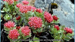 Как оформить клумбу из многолетников, чтобы цвела все лето