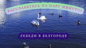 Забудьте о коронавирусе на пару минут! Лебеди в Белгороде