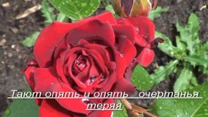 . Это не слёзы..роса на цветах...