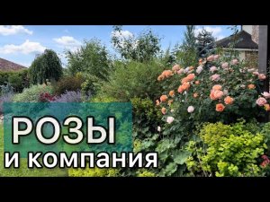 Цветение роз,чубушников, многолетников.Обзор сада с названиями растений.HD качество.Дневник садовода