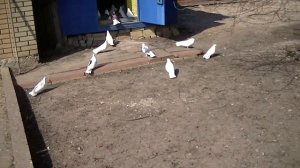 Голуби Вячеслава Невского Белые и бокатые голуби