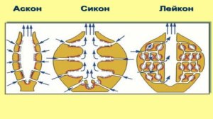 Брагина Т.М. Зоология беспозвоночных. t  Spongia Porifera - Губки