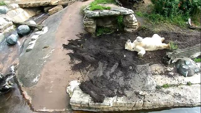 Мишка : Все разбежались и мне пора#Зоопарк Сан-Диего смотреть онлайн