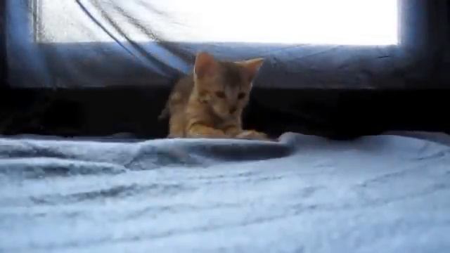 F4 Savannah Cats Jango, Boba and Asoka смотреть онлайн