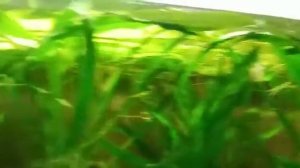 уругвайский эхинодорус с ново дал стрелку