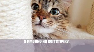 Этими лайфхаками пользуются опытные хозяева! Как спасти мебель от кошачьих когтей