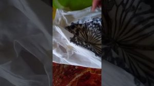 Удаляем пятна пота с помощью природного пятновыводителя