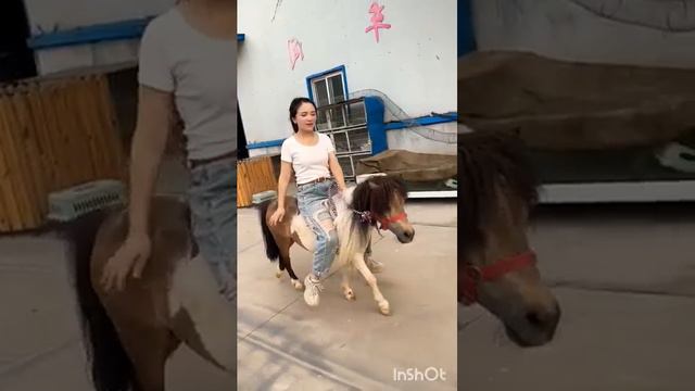 Shetland pony Красавица на шетландском пони