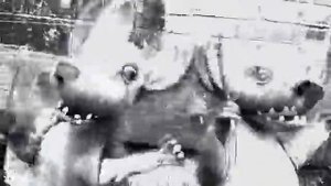 Порез на Собаке - Необходимое Звено