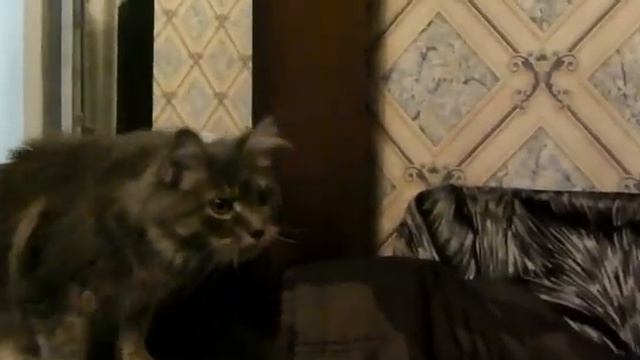 Лирикум ЖУжу ЛЕруа 6 мес. кошечка мейн- кун голубо - кремовая мраморная смотреть онлайн