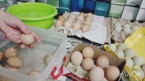 дезинфекция и закладка яйца в инкубатор. Выводы о прошлой инкубации.