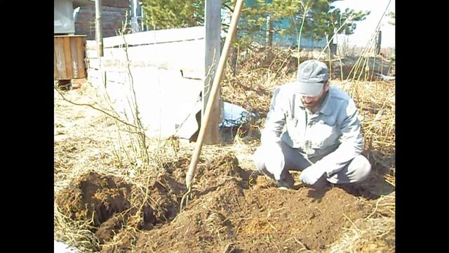 Топинамбур (земляная груша).Копаем весной вместе! смотреть онлайн