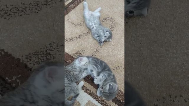 Шотландские вислоухие котята (1 месяц)