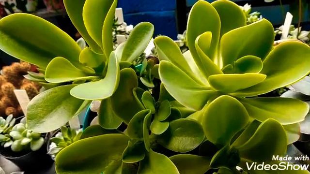 #Echeveria Pálida смотреть онлайн