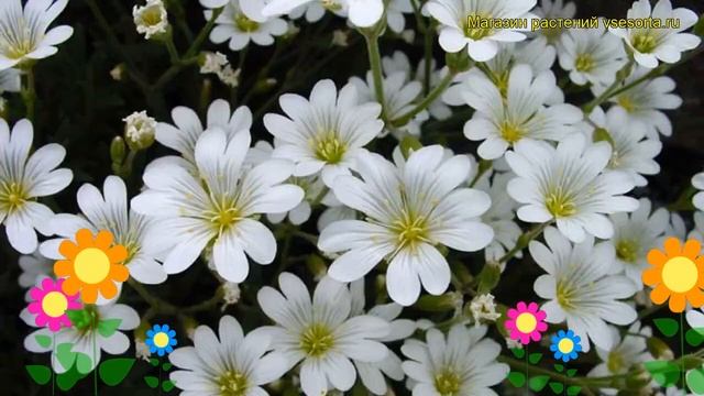 Ясколка биберштейна. Краткий обзор, описание характеристик cerastium biebersteinii смотреть онлайн