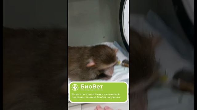 Макака по кличке Микки на плановой операции. Клиника БиоВет Калужская.