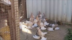 Сельские голуби. 28 10 2021г Петровский район с Высоцкое. в гостях у дяди Вити.