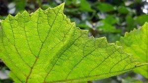 АМУРСКИЙ ВИНОГРАД vitis amurensis КУПИТЬ в ленивый сад! ОПИСАНИЕ ,ОТЗЫВ В ПОДМОСКОВЬЕ.