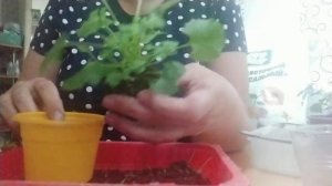 Кампанула. Формирование кустика, часть 2