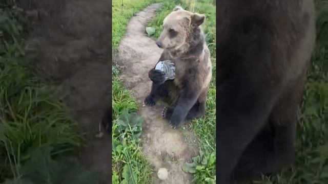 Медведь Вася)