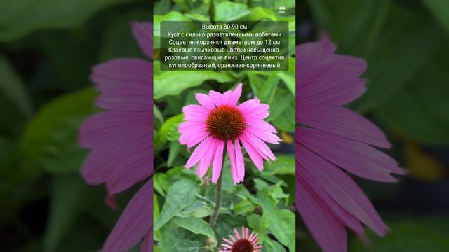 Эхинацея пурпурная "Примадонна Дип Роуз"
Echinacea purpurea "Primadonna Deep Rose"