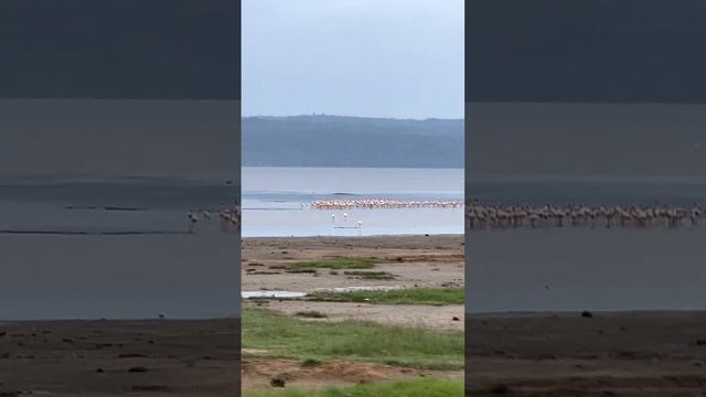 What to See in Kenya - Lake Nakuru