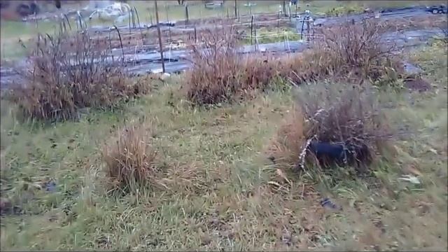 На даче - КАК ЗАКОПТИТЬ СВИНИНУ / Копчение свинины на Даче / Рецепт / Мясо /Дача / Дачник в плюс смотреть онлайн