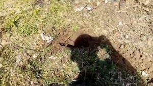 КАК ПРАВИЛЬНО КОПАТЬ ЯМУ НА ДАЧЕ