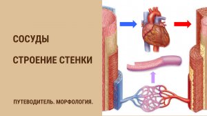 Сосуды. Строение стенки