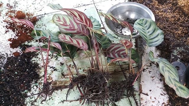 How to propagate Calathea makoyana by division смотреть онлайн
