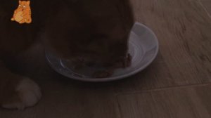 Влажный Котячий Корм Sheba (Шеба) Selection Обзор. Блог Кота Альфа. Обзор Влажных Кормов для Кошек